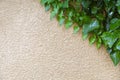 Green plant growing on wall